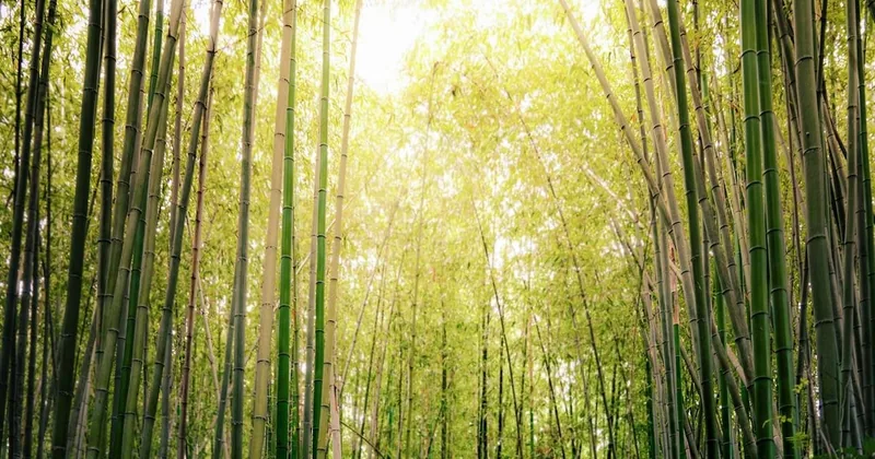 Kyoto: Arashiyama Day Tour with Train, Boat, and Onsen