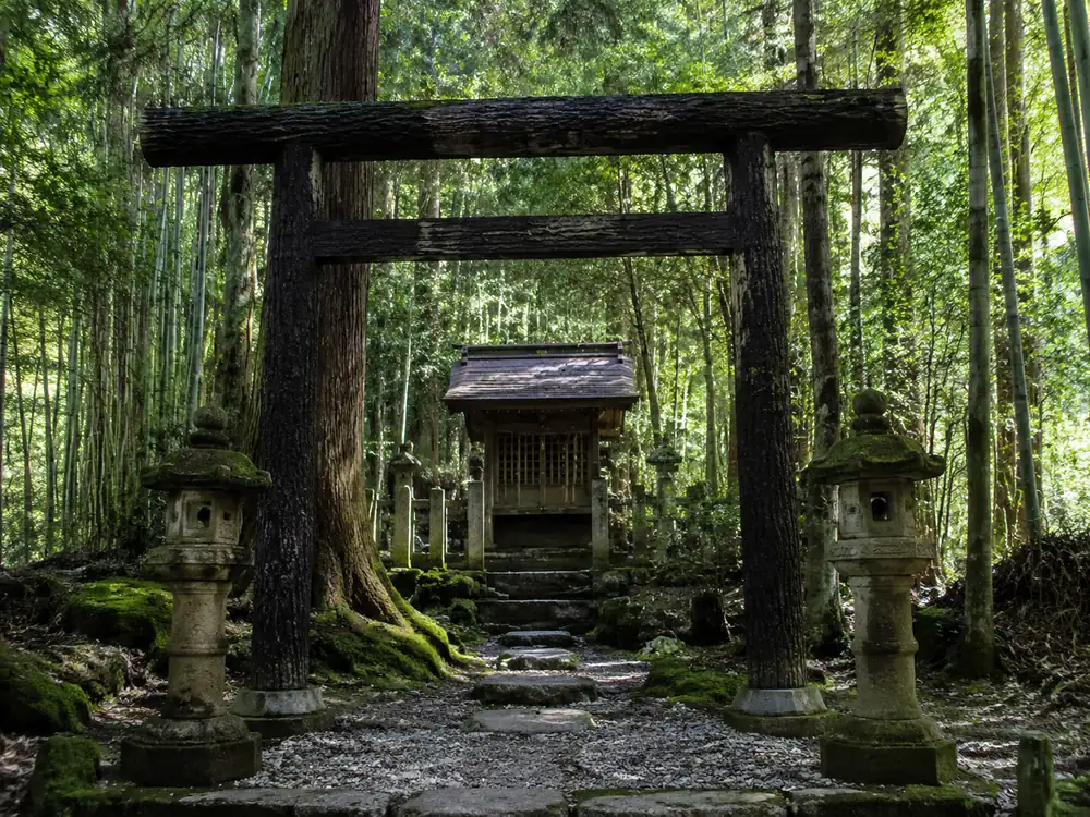 Nonomiya Shrine at the grove’s south end, with the black-bark torii