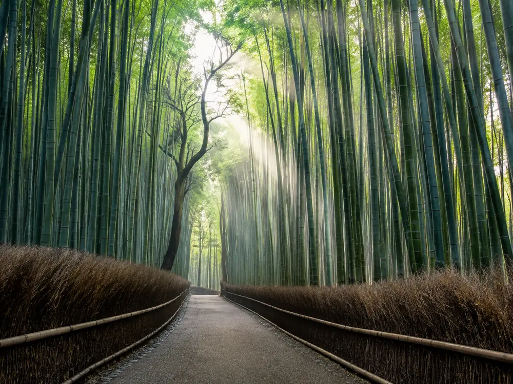 The main bamboo path in early morning quiet