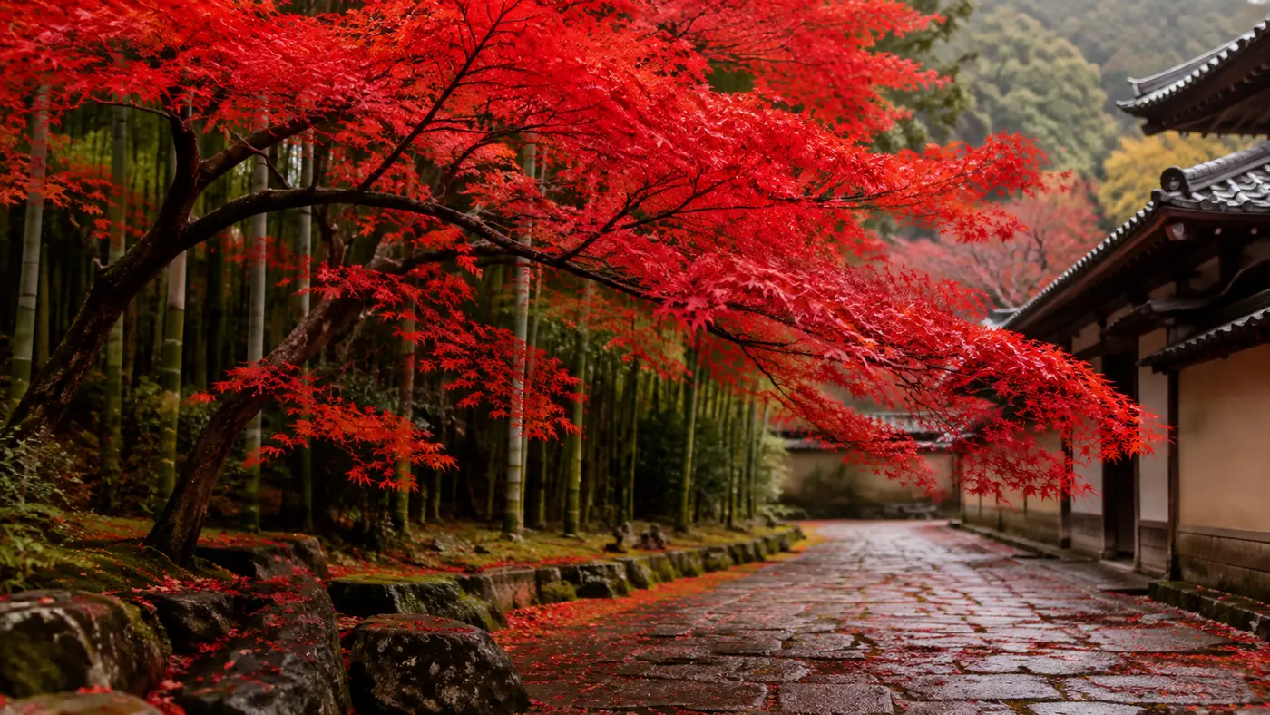 The grove in autumn, when crowds peak and the surrounding maples turn