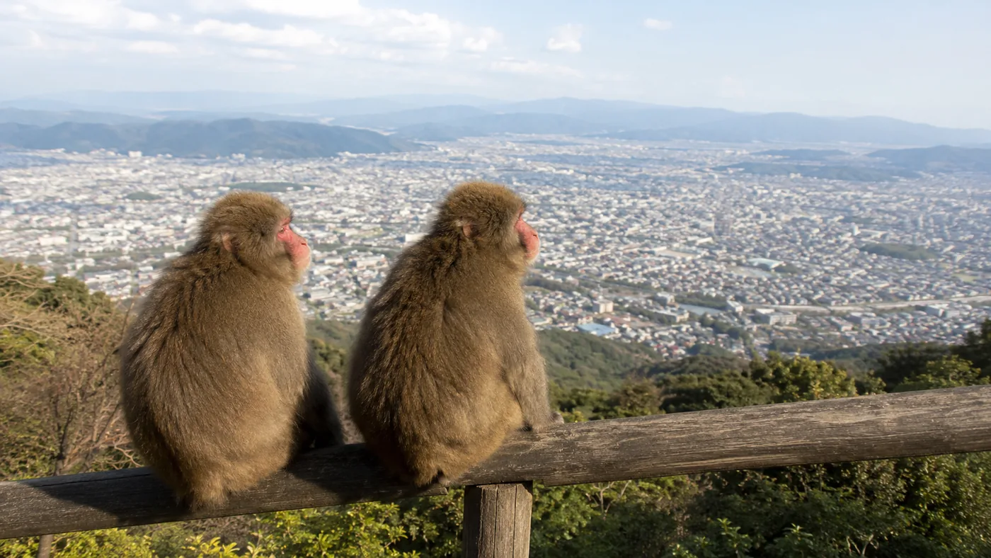 Monkey Park tours