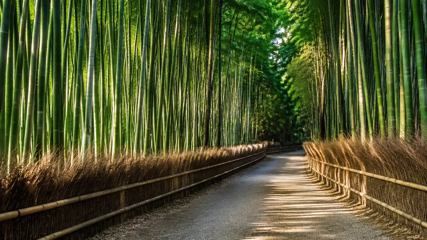 The bamboo grove in early morning, nearly empty
