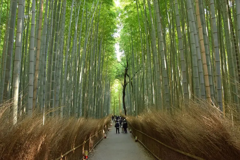 The main path at its quietest — dried-bamboo fencing either side, gravel underfoot